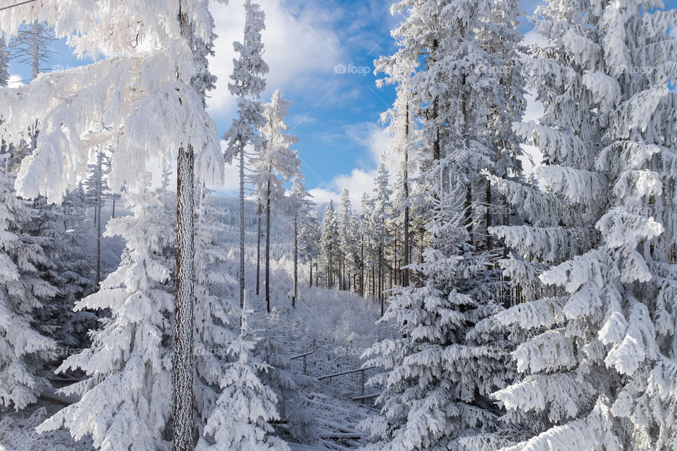 Snow, Winter, Cold, Frost, Ice