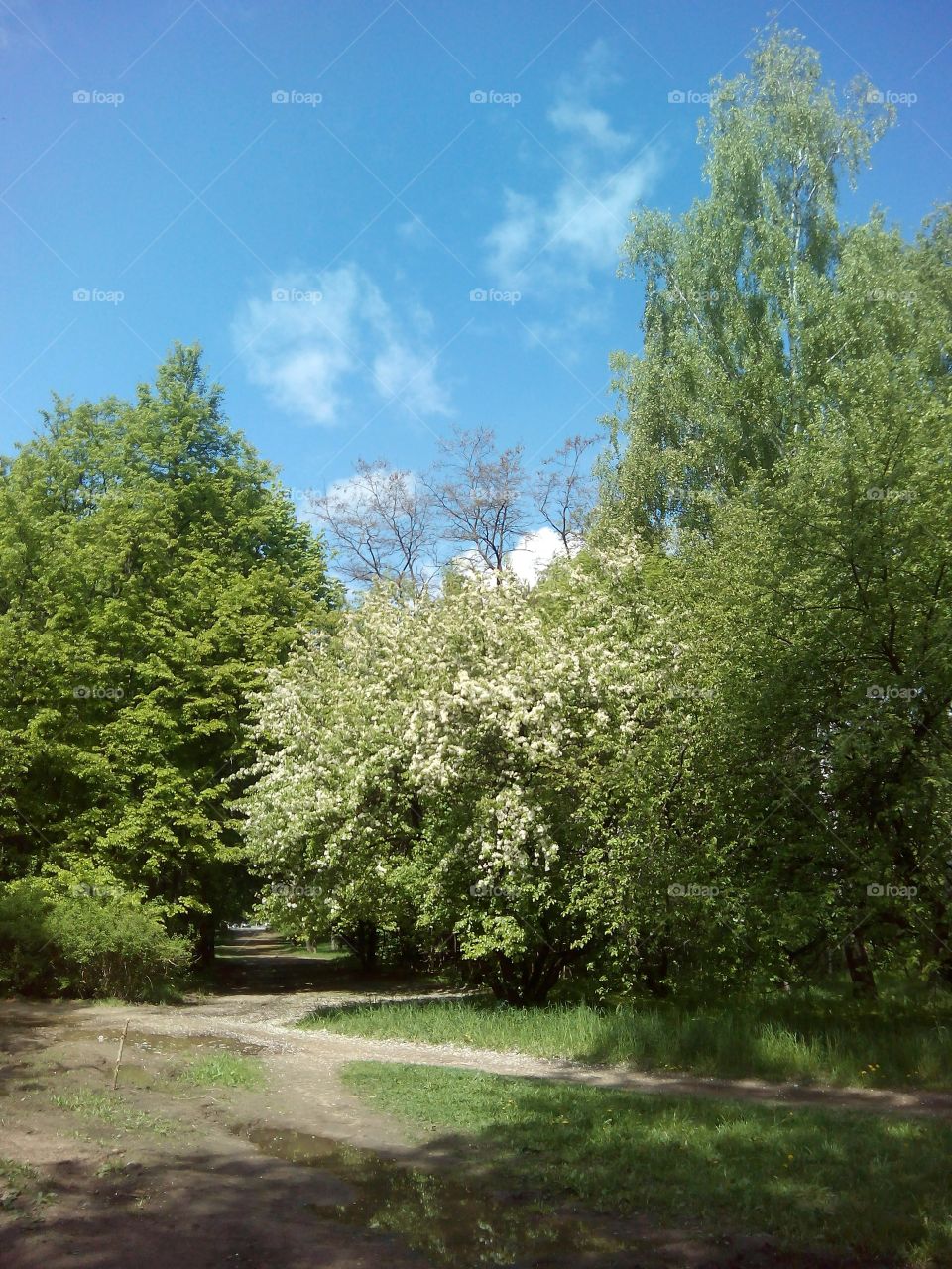 Tree, Landscape, No Person, Park, Nature