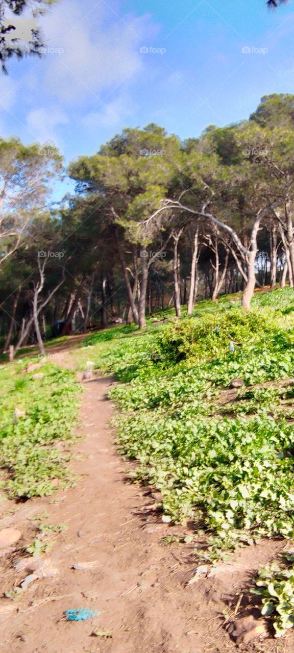 Tree landscape sky grass