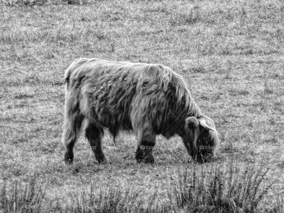 Found photo from my last trip home of a highland cow 