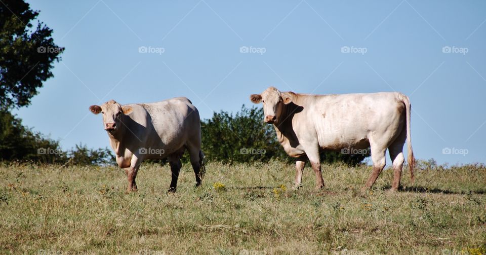 Close-up of cows in meadow