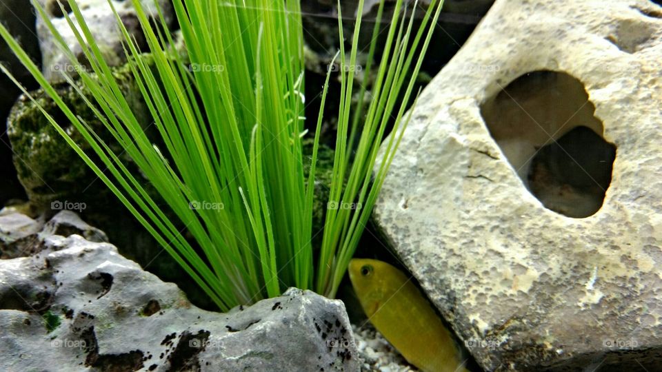 Small fish, small world