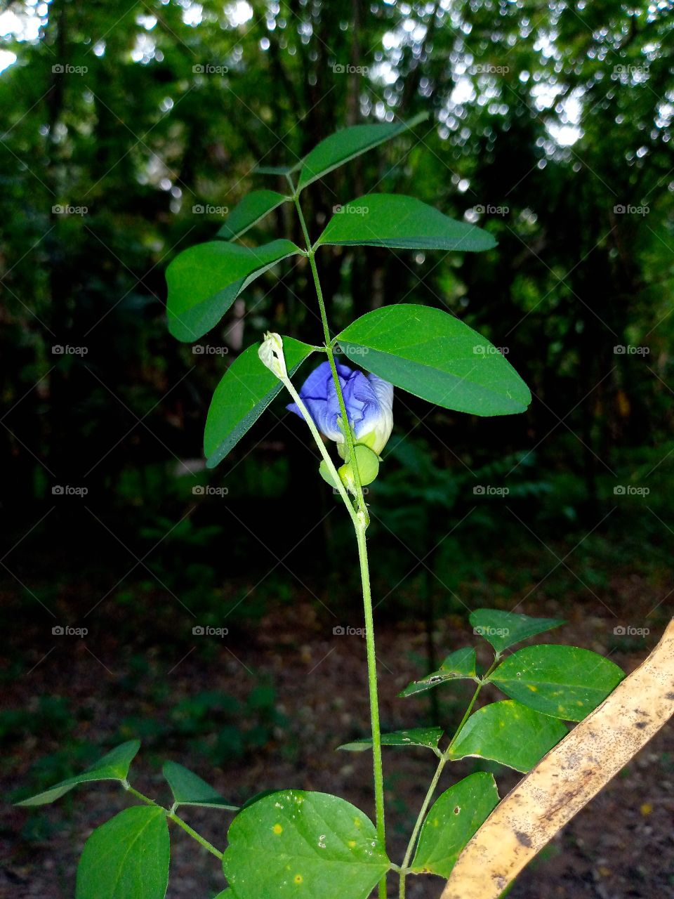 clitoria ternatea flower