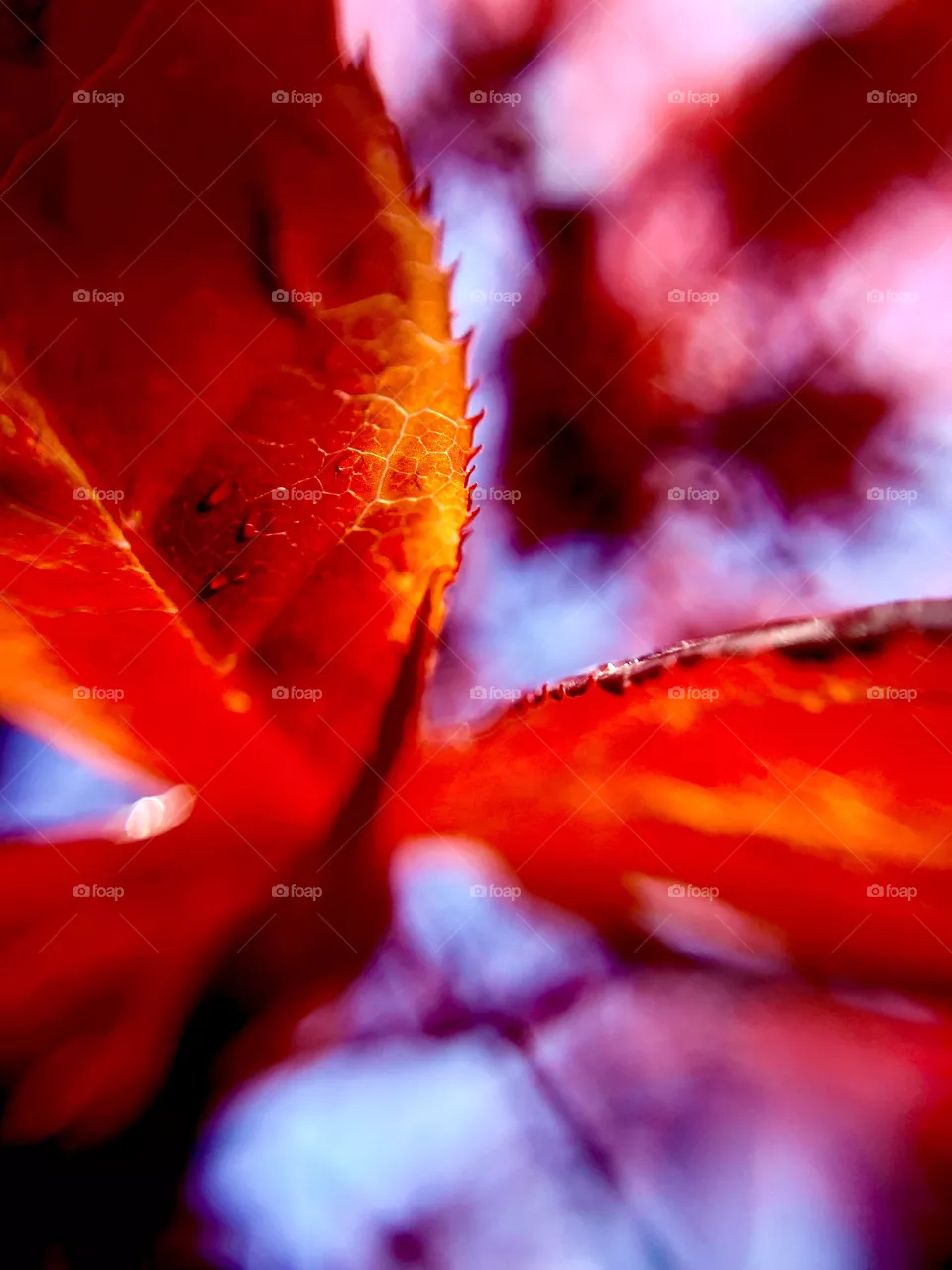 Fall