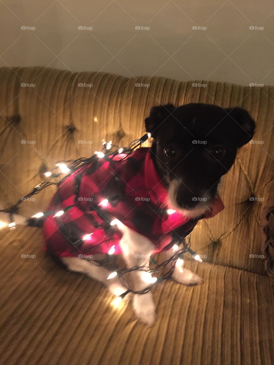Our doggie Ari Gold wearing Christmas lights