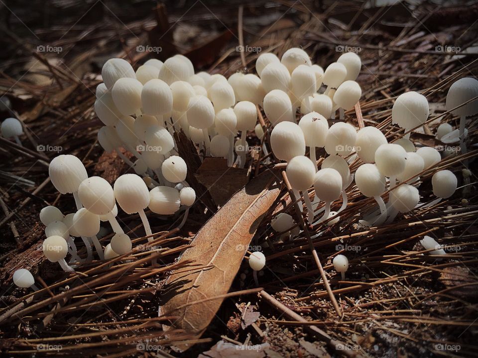 An enchanted forest of little mushrooms.