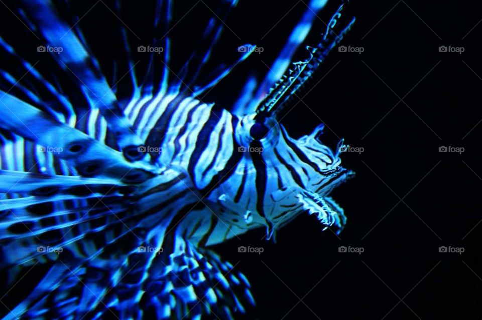 bright tropical fish