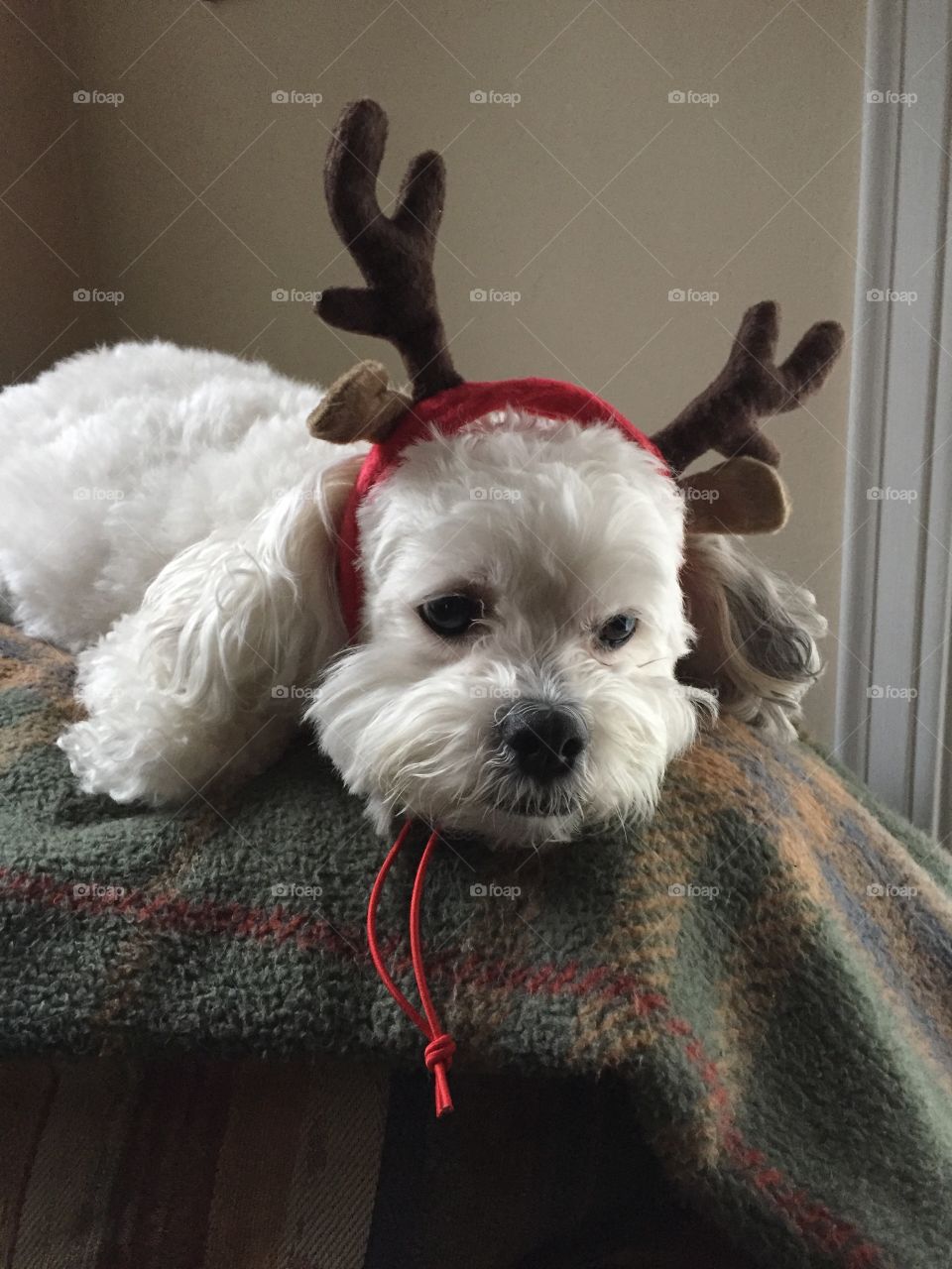 The reindeer that couldn't 