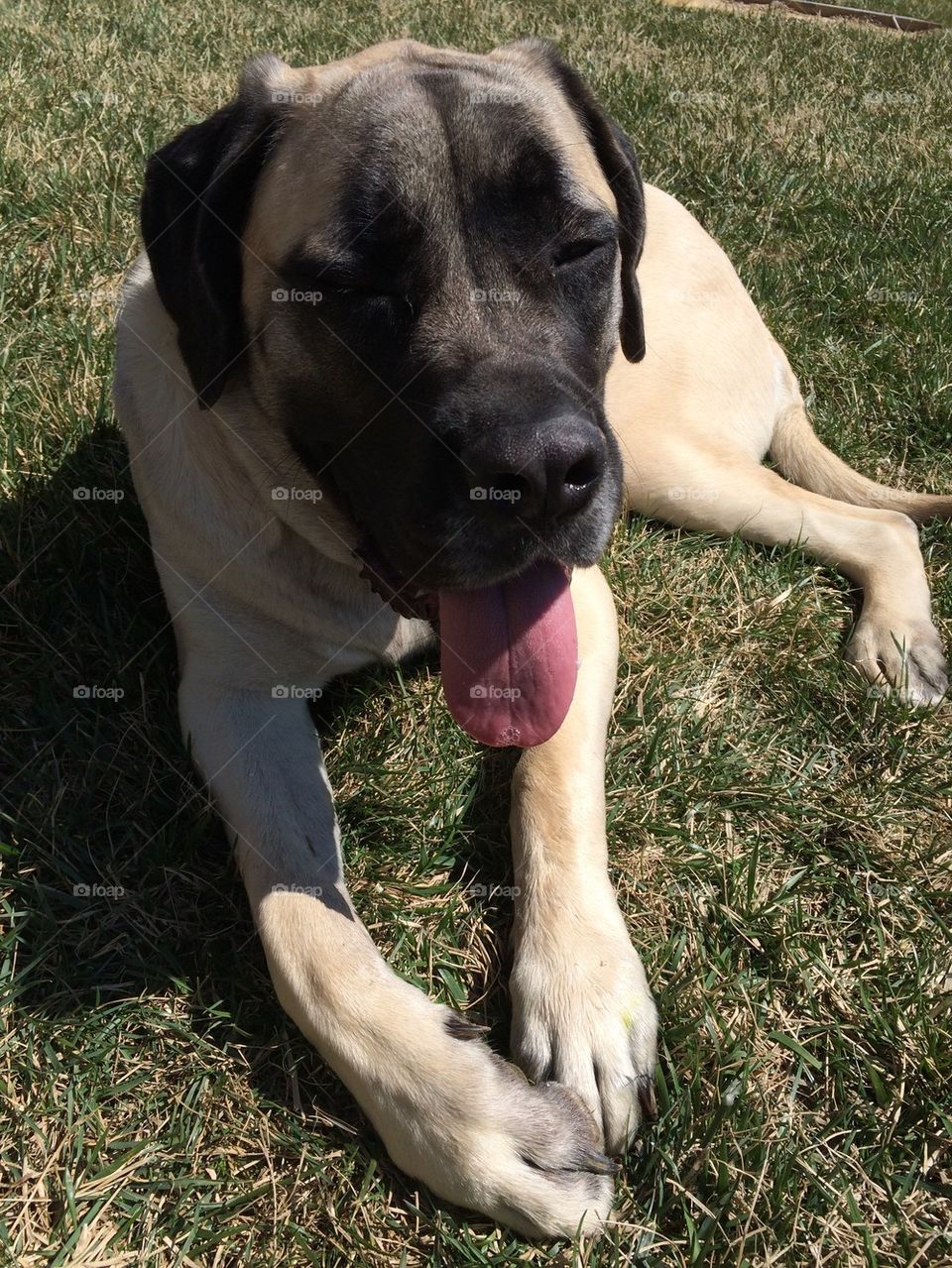 Mastiff