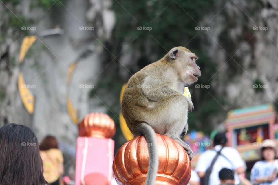 its an cute monkey relaxed on an ⛪