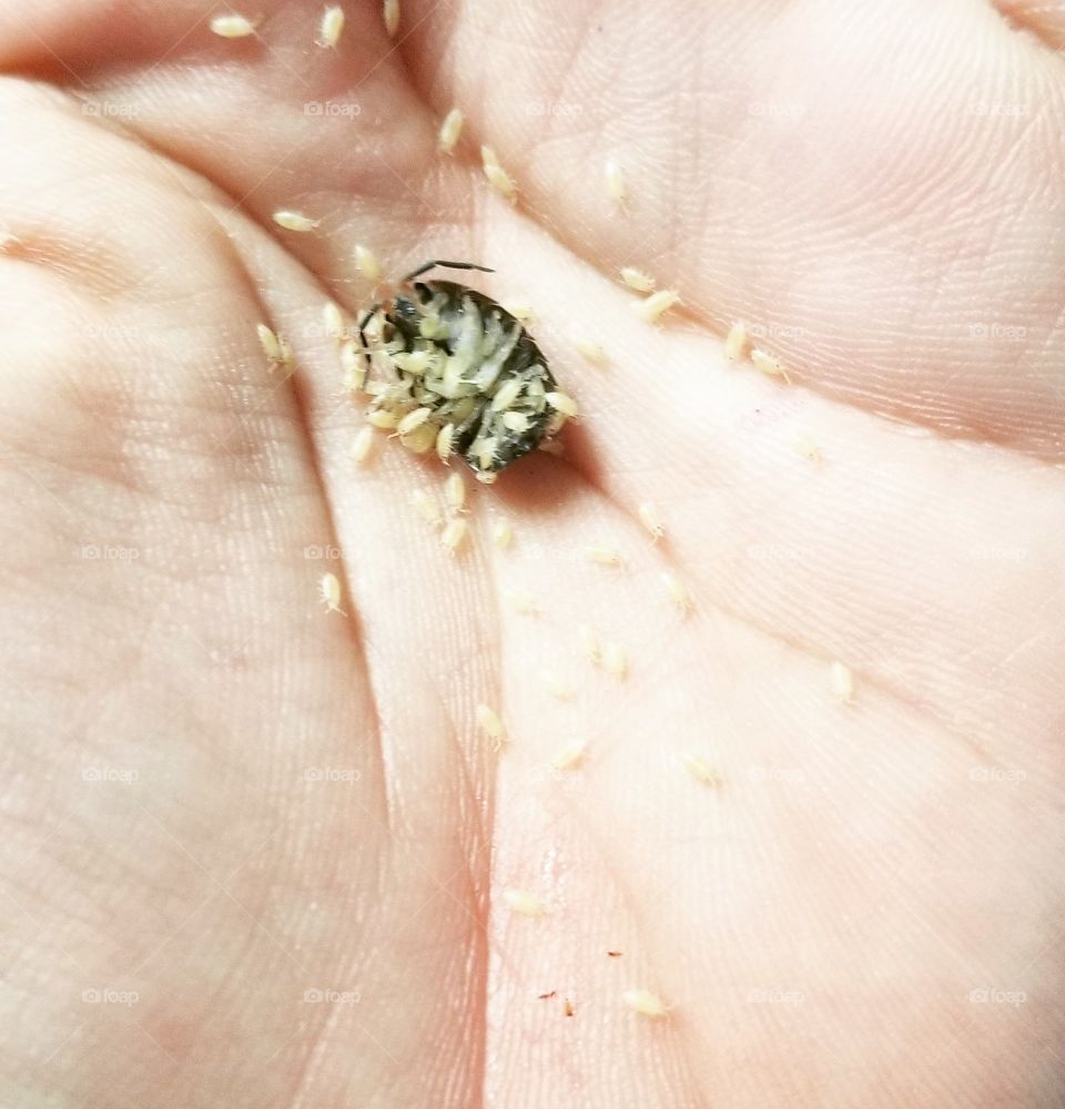 baby sow bugs