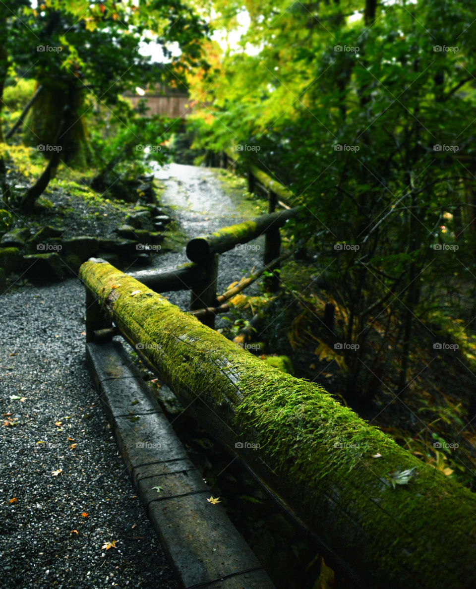 Rainy path in a forest in Japan