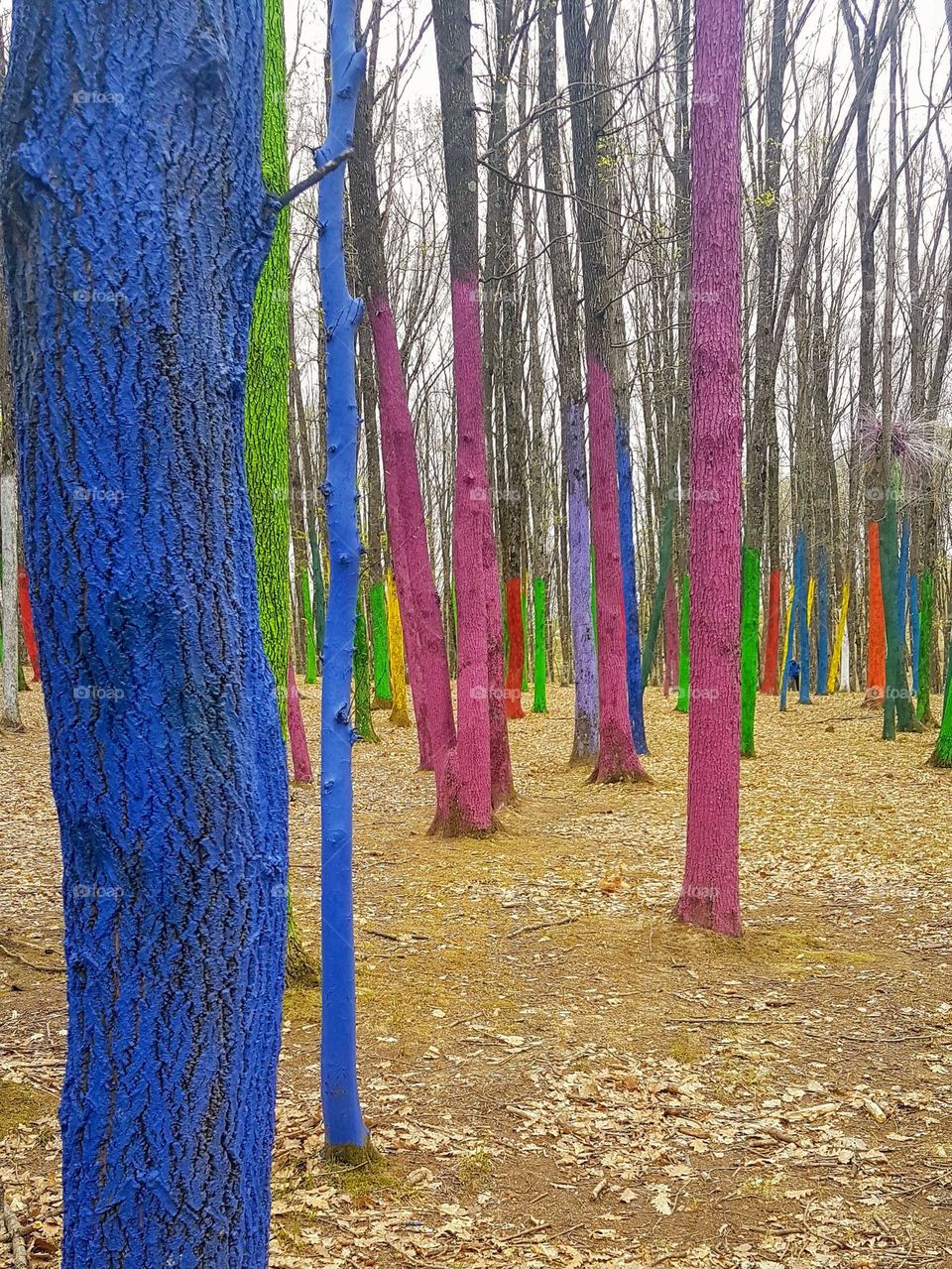 The Colorful Forest