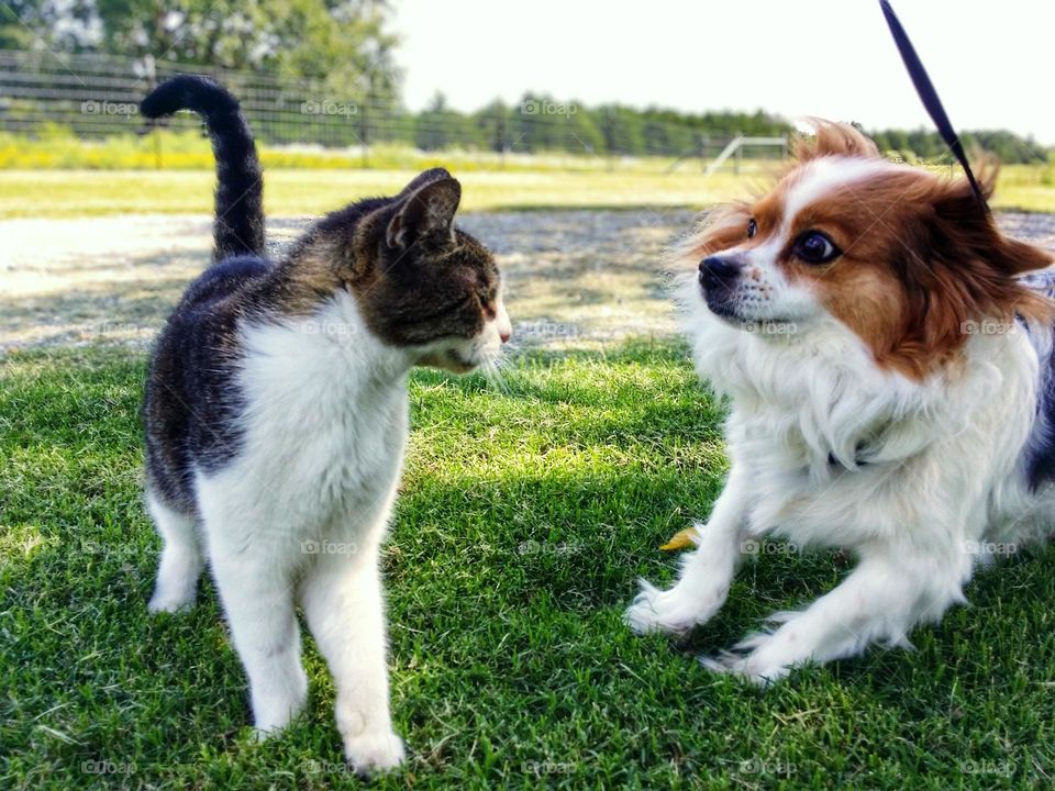 Papillon Dog Looking Afraid at a Tabby Cat