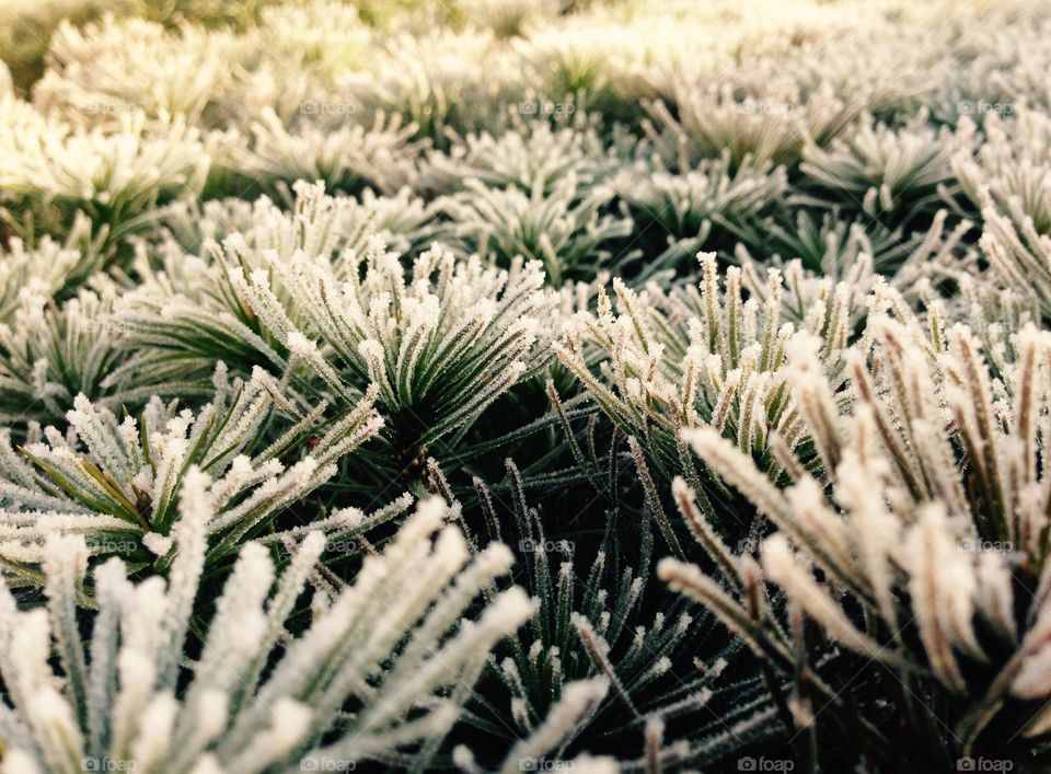 Close-up of plant growing in field