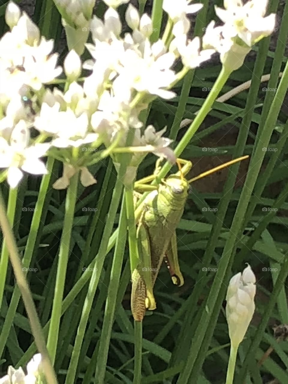 Green and brown grass hopper on wild flowering grass