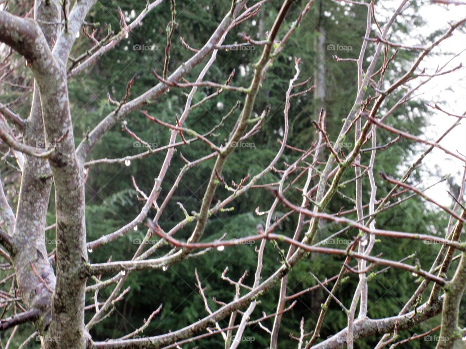 water drops on branches