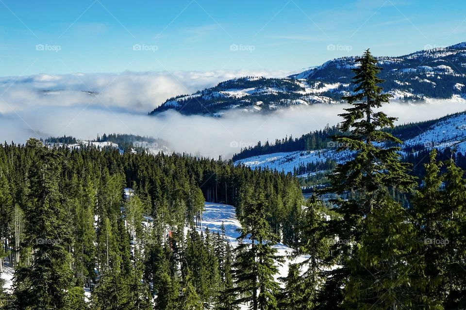 Fog clouds settle on snowy mountains with green trees towering above the white ground - Mount Washington, British Columbia, Canada