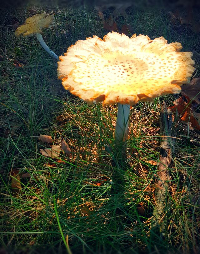 mushrooms