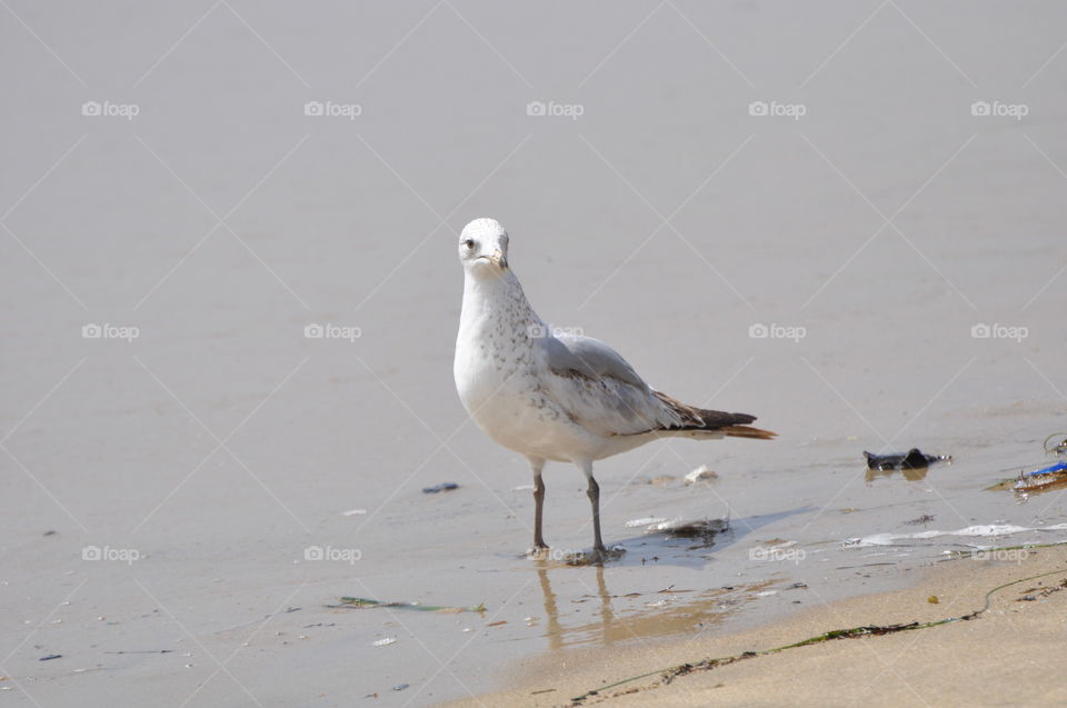 Seagull