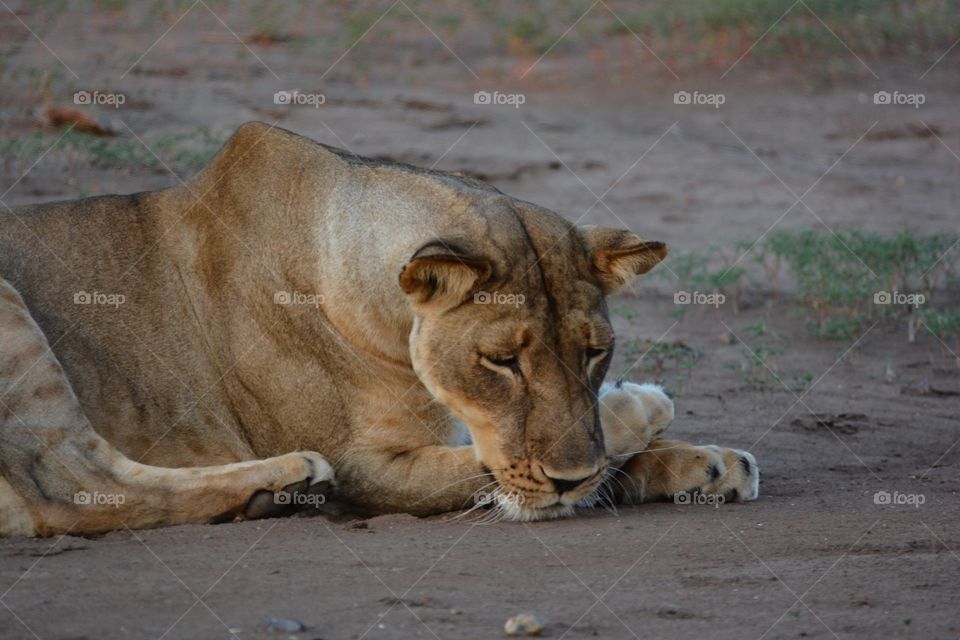 Female lioness sulking in Northern Tuli Reserve Botswana 