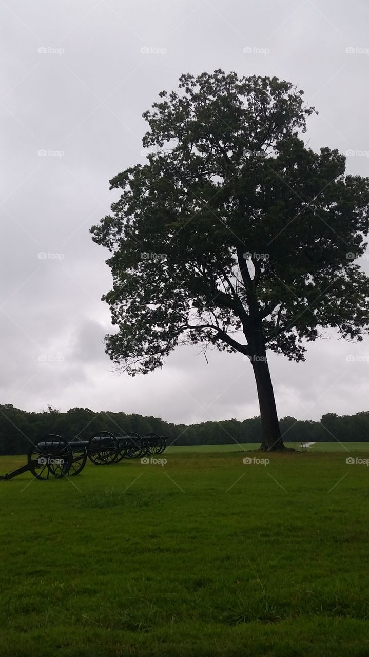 Lone Witness. Lone tree standing sentinel in Duncan Field, Shiloh Battlefield