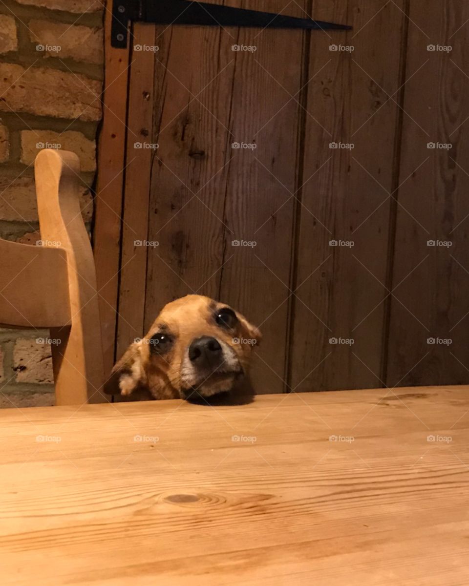 Chihuahua sitting on chair behind a pine table, head resting on table . Wood background matches dog