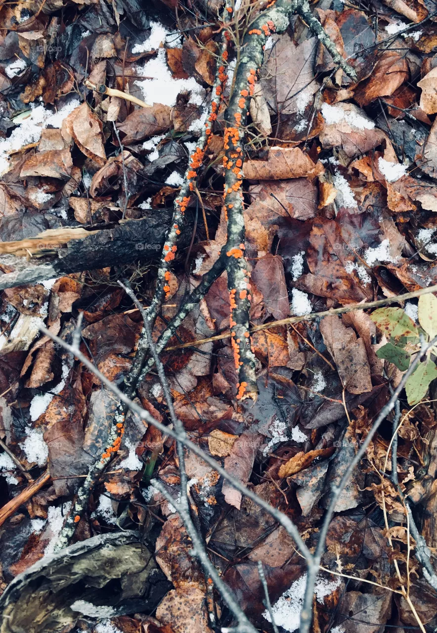 Coral spot