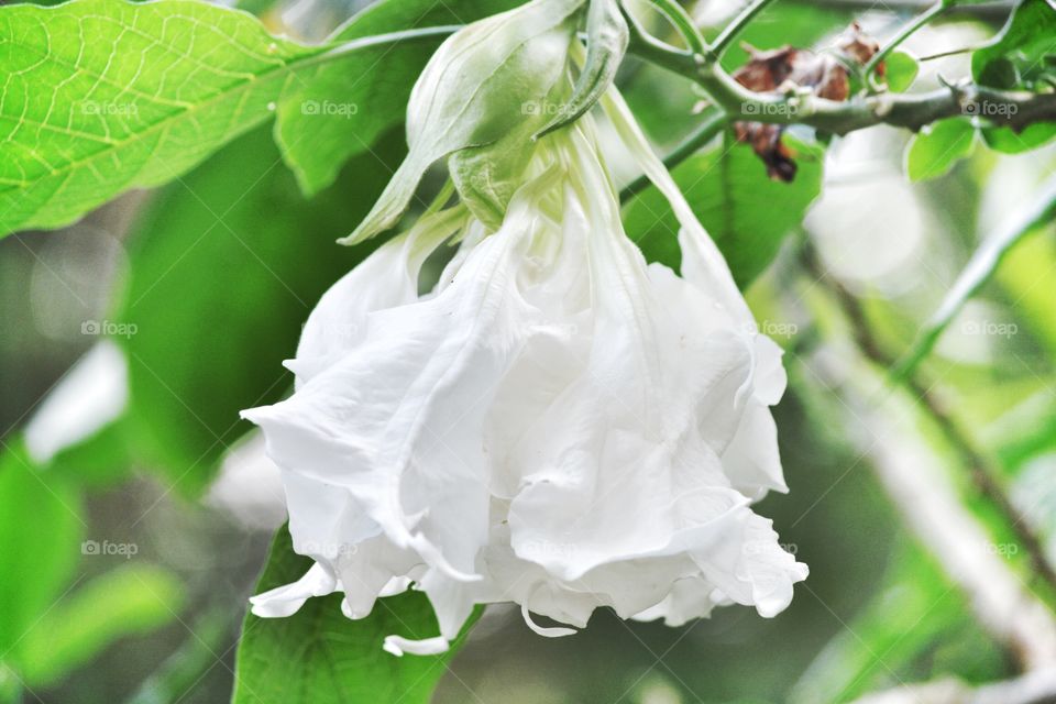 White bell looking flower from a flower garden