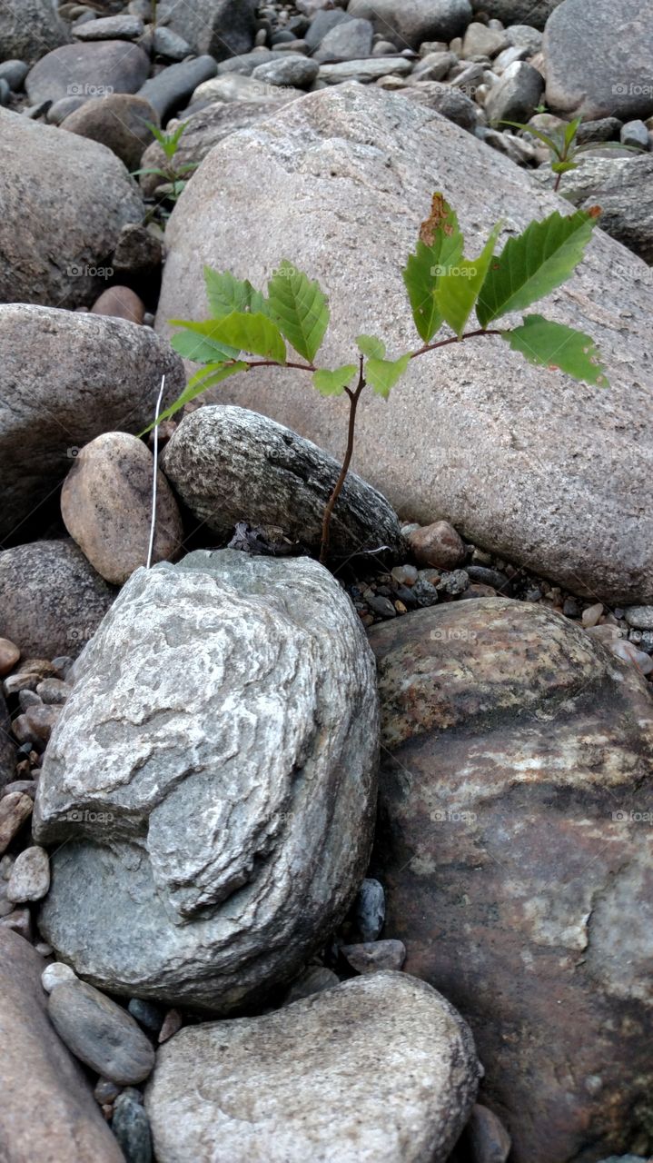 lonely plant in the rocks