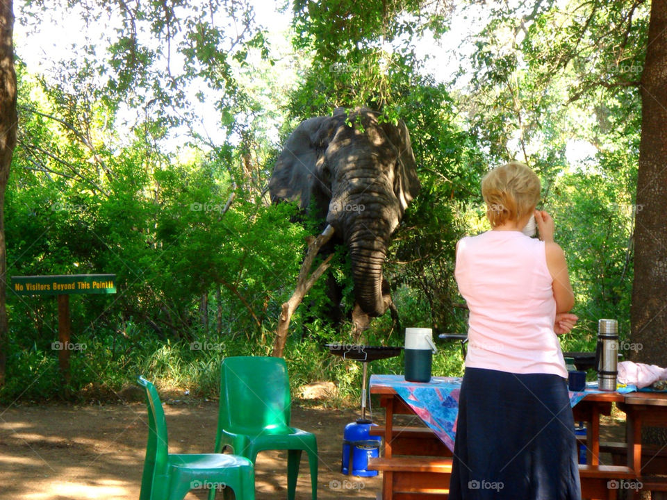 nature tea elefant respect by Bea