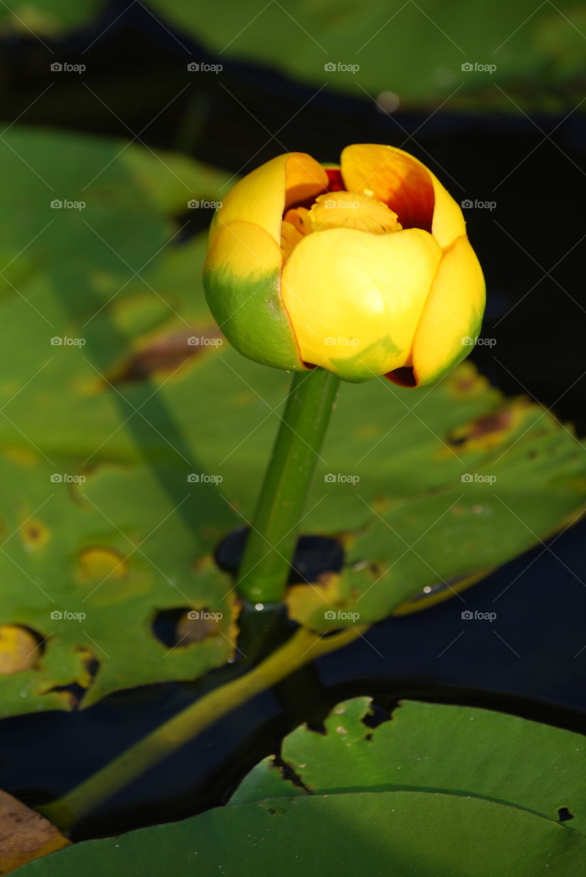 Lilly pad with flower