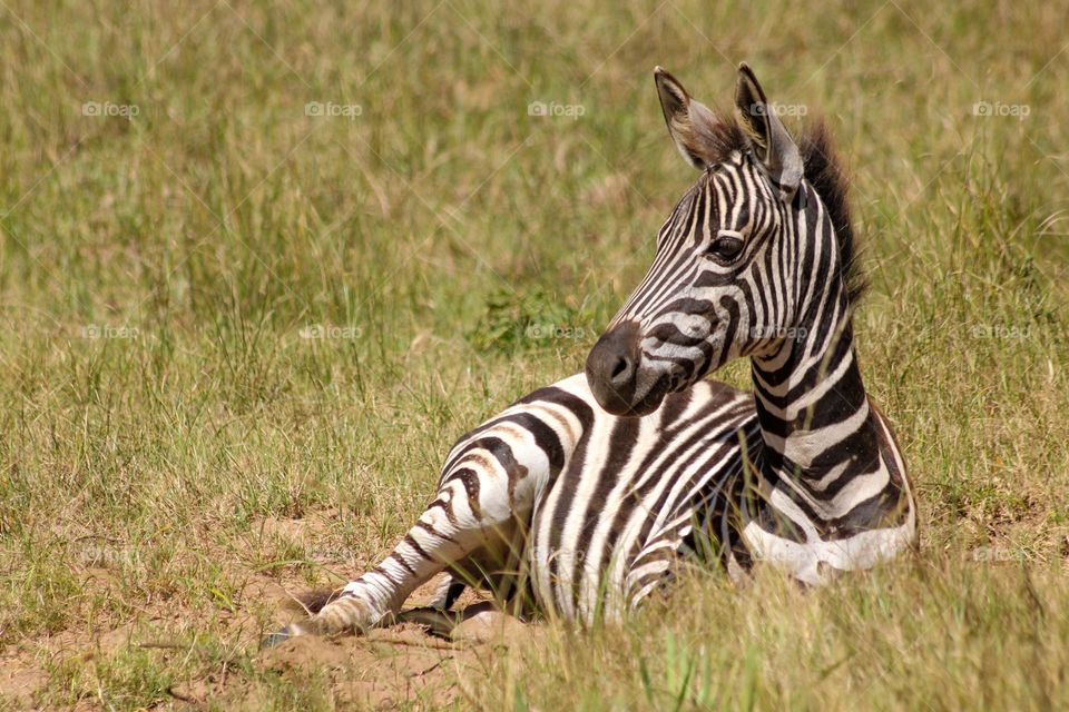 Zebra foal laying down
