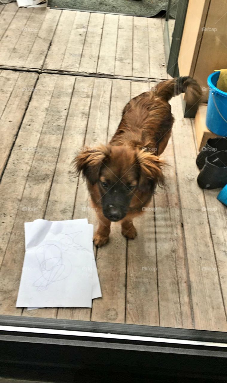 Dog looks in through the window.