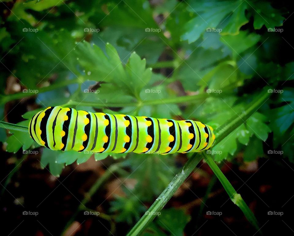 Neon colored caterpillar.