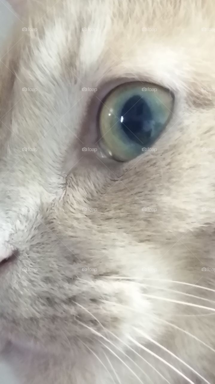 kittie eye