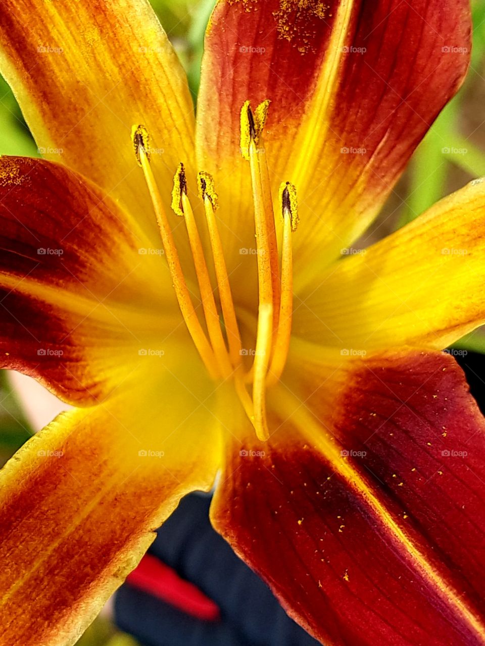 lily flower