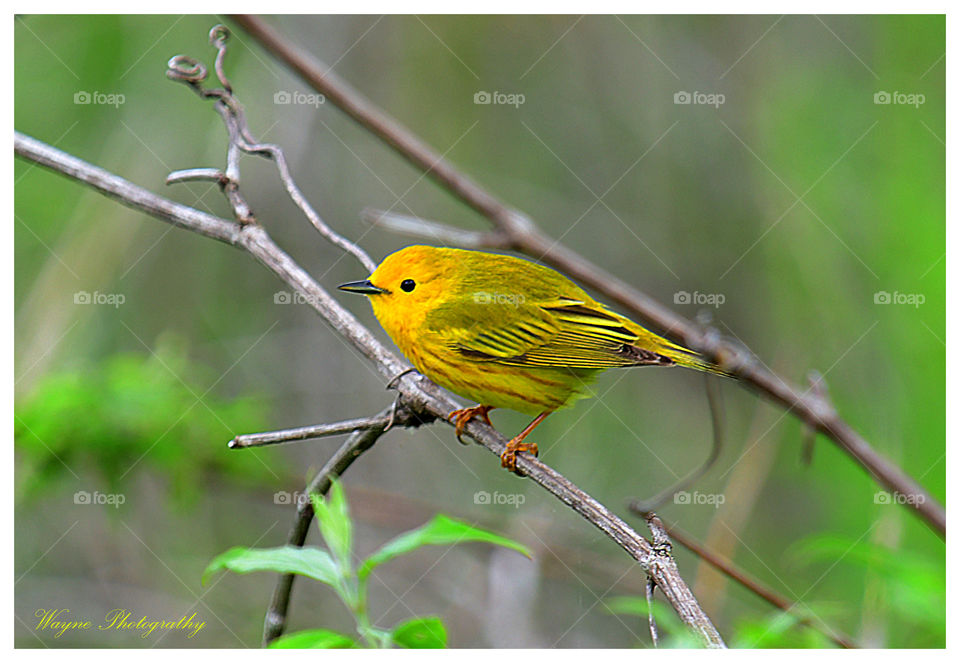 yellow warbler