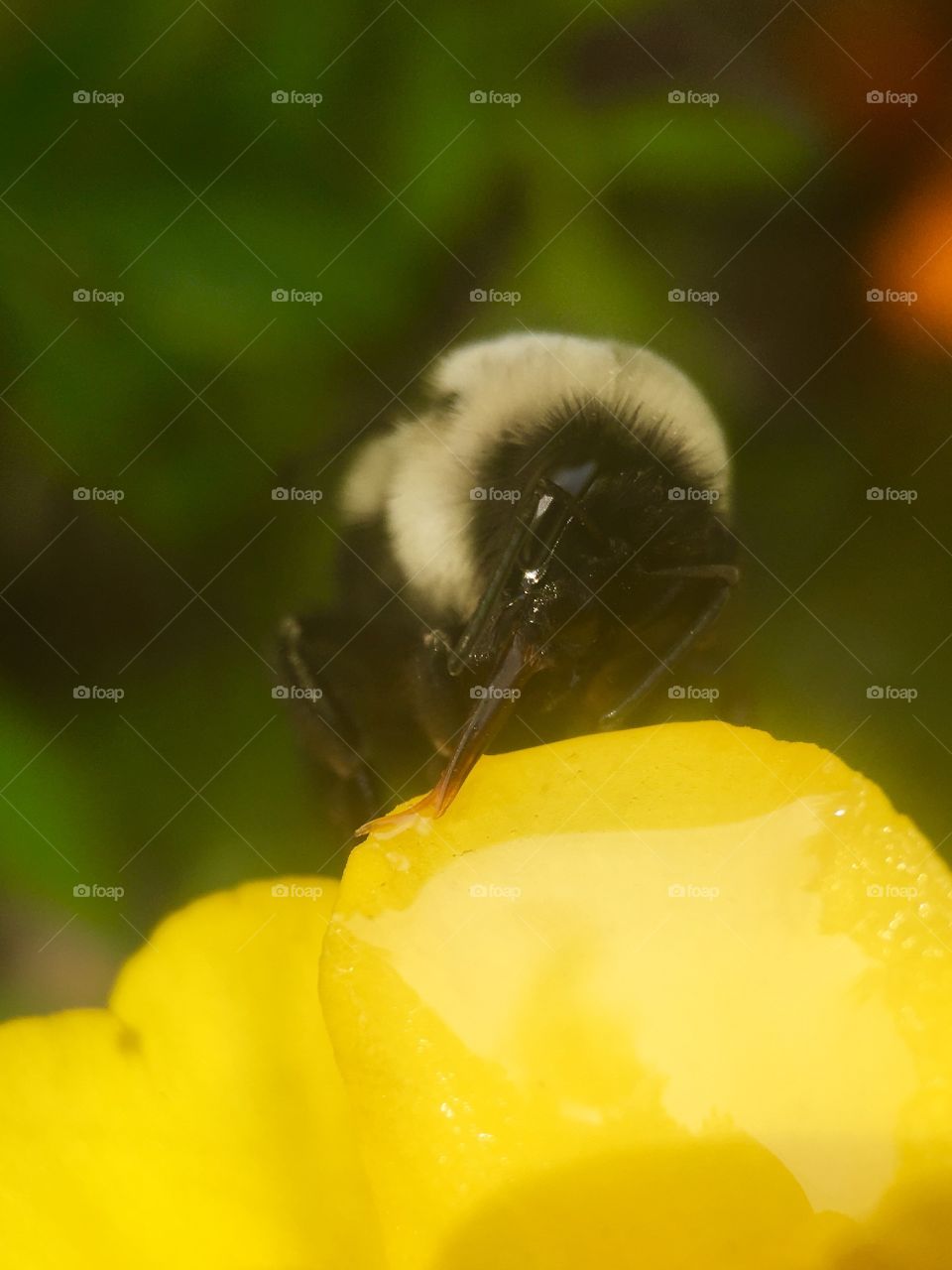 Bee eating honey