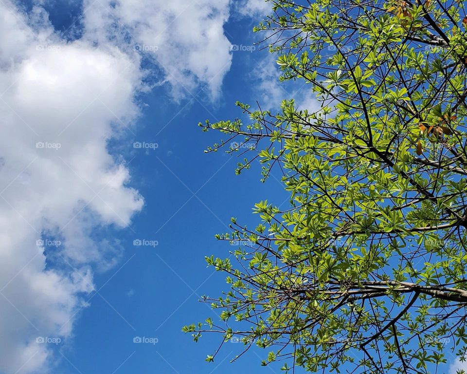 Green leaves in the blue sky