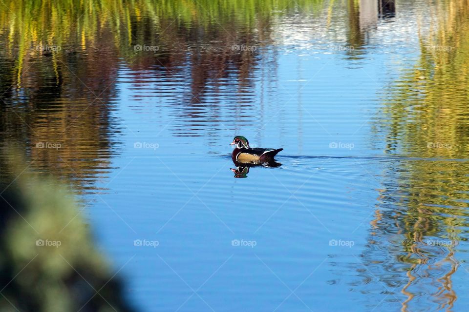 Wood duck 