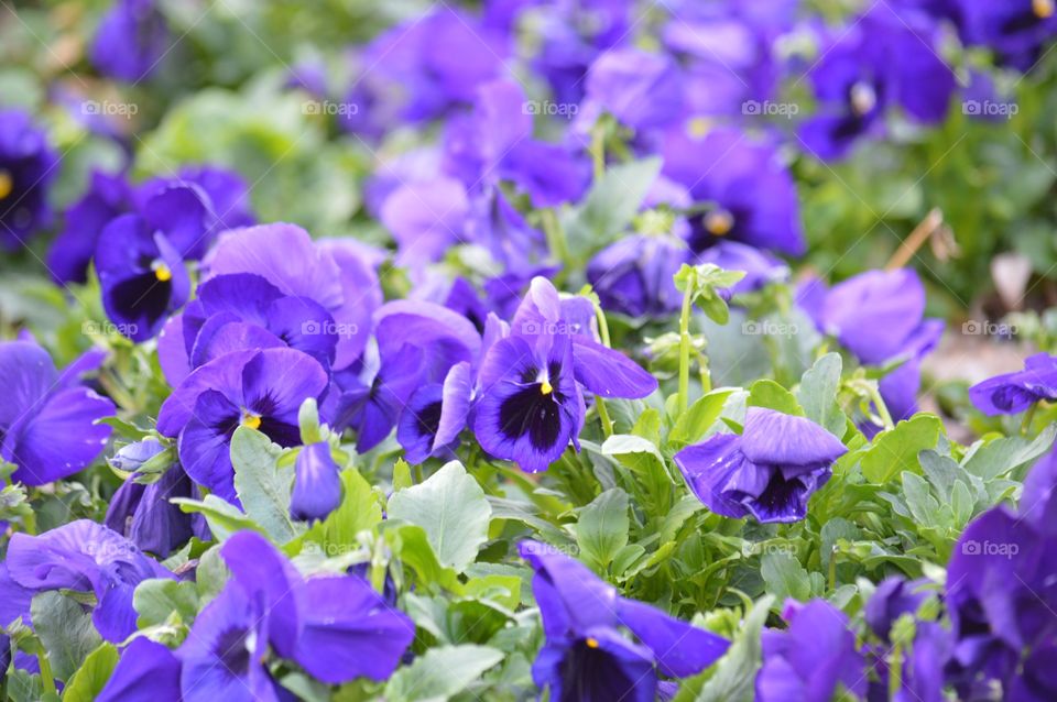 Purple pansies. 