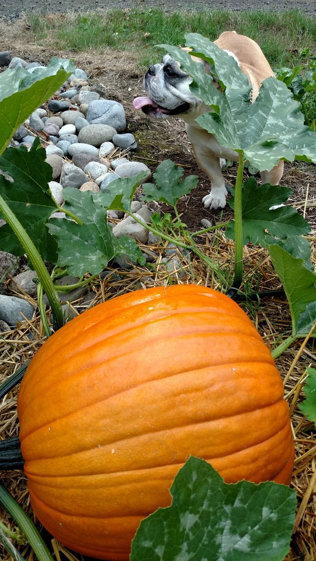 Fall fun