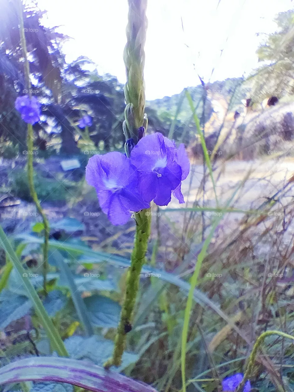 the flower and butterfly