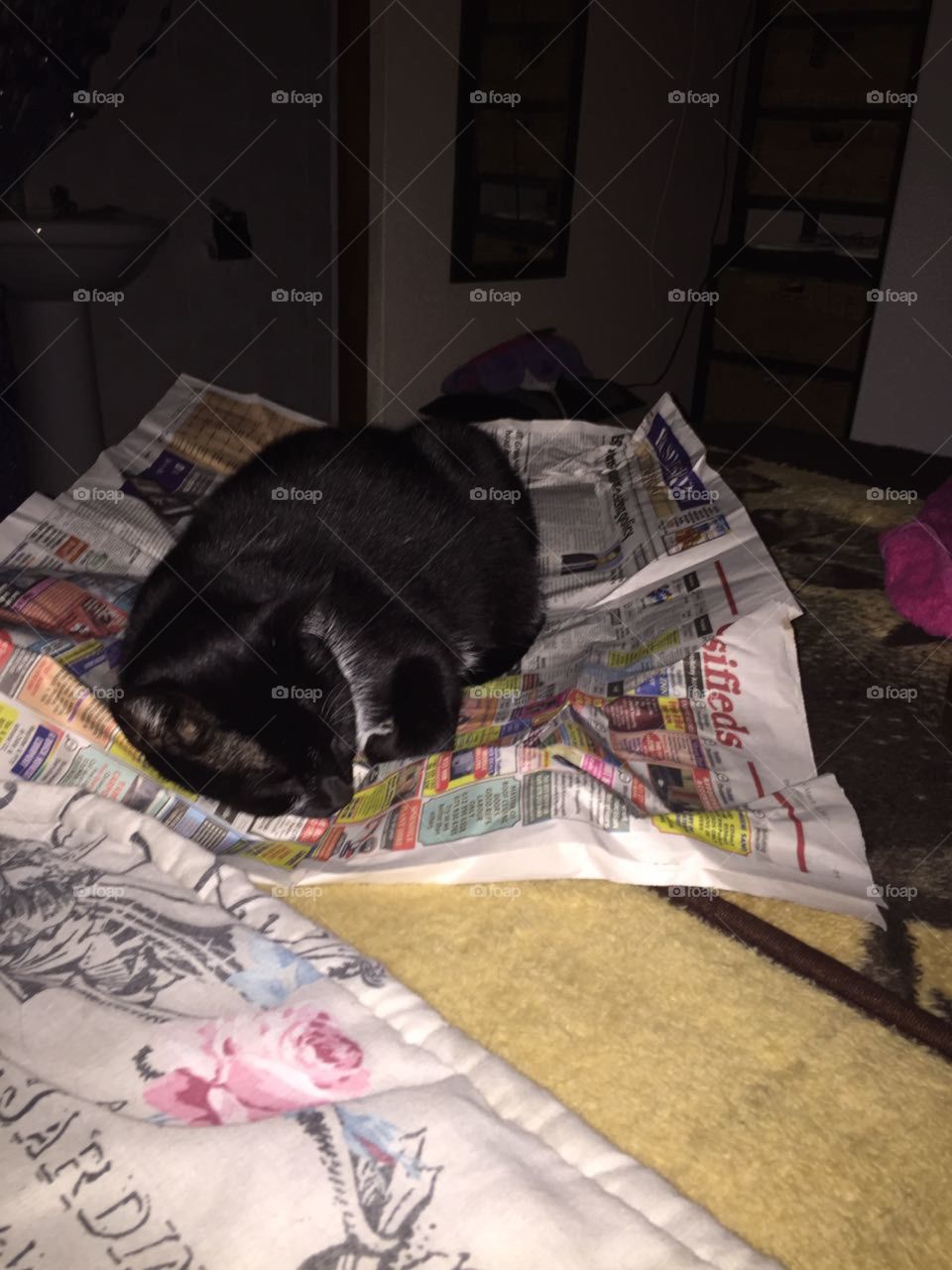 Kitty Kat is taking a nap