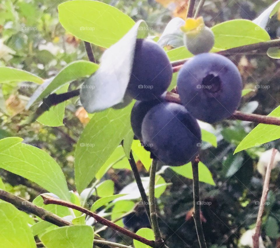 Time to pick blueberries in the South Georgia woods!