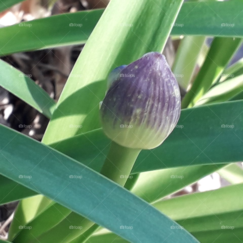 sunlit  blue bud and green  leaves  of agapanthus