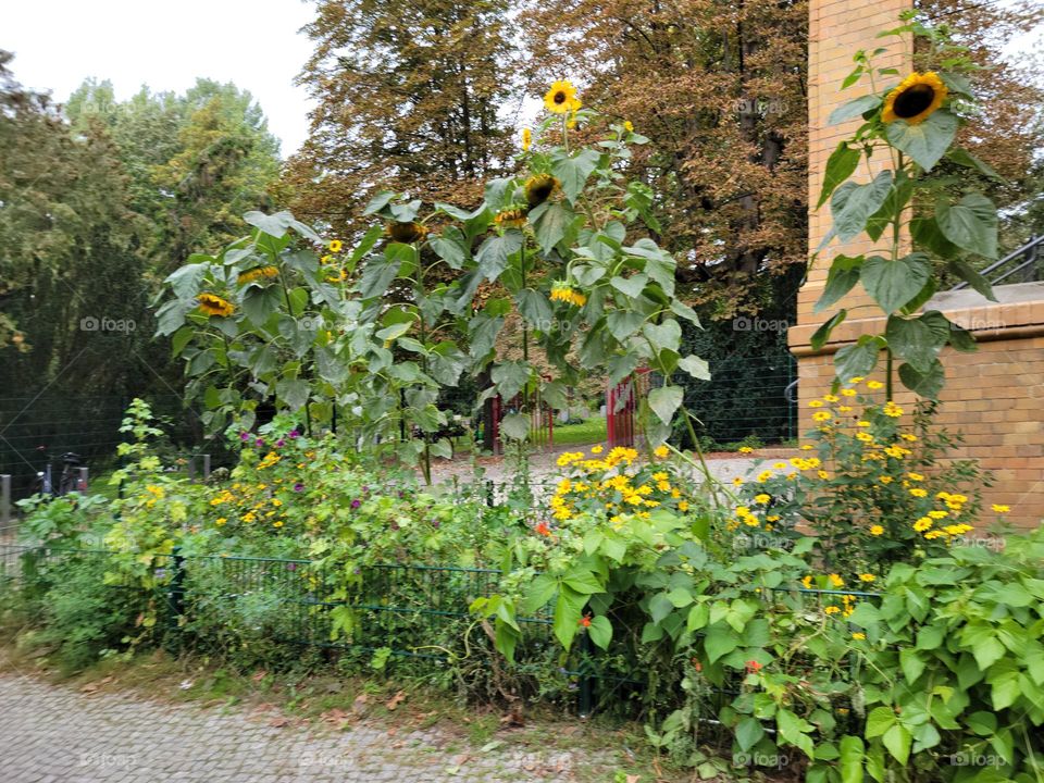 Sunflowers growing tall and strong, along the side of a street.