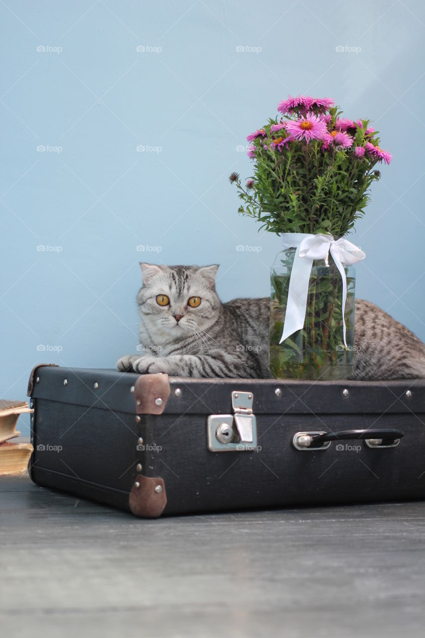 Cat and flower