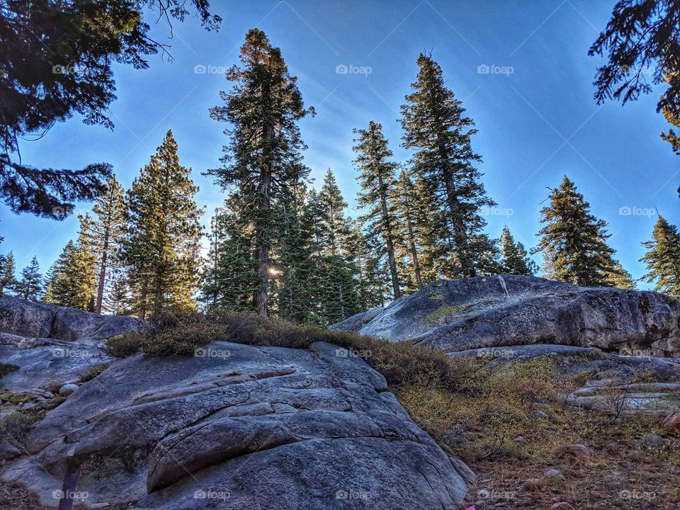 Forest Scene with Boulder